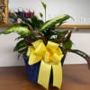 Potted green houseplant in a blue ceramic pot with a yellow ribbon