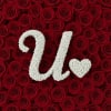 Baby's breath letter - Size &amp; price varies depending on bouquet size