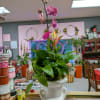 **Product Name:** Orchid &amp; Succulent Zen Garden

**Standard Description:** Elevate any space with