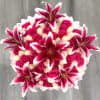 Hot pink and white cream roses with lilies tipped in deep pink