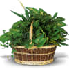 This versatile basket of potted green plants adds beauty, life and fresh