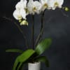 White orchids in a white textured pot with broad green leaves