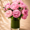An opulent all-peony arrangement featuring lush blush pink peonies artfully gathered in