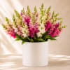 Pink, white, and cream snapdragons in a white cylindrical vase