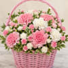 A joyful cluster of pink and white carnations arranged in a rounded