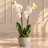 White orchid plant in a speckled ceramic pot