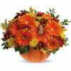 Orange gerbera daisies arranged in a pumpkin-shaped container