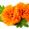 Orange marigold flowers with green leaves on a white background
