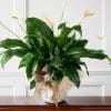 Potted peace lily with white blooms and a decorative ribbon