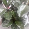 We keep a variety of green plants in stock, just give us