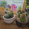 Give someone the easy-care delight of a Cactus Garden - a compact