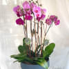 Pink orchids in a blue bowl planter with succulents