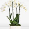 White orchids in a white pot with moss and support stakes