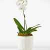 White orchid plant in a ribbed white pot