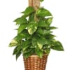 Potted pothos plant in a woven basket planter