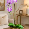 Purple orchid in a gold pot on a table