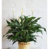 Bring natural beauty and fresh greenery into any space with this elegant