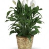 Bring natural beauty and fresh greenery into any space with this elegant