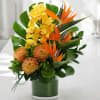 Bright yellow orchids and vivid orange bird-of-paradise with lush green foliage in