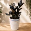 A compact houseplant with dramatic, near-black glossy leaves that read as deep