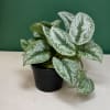 A stunning indoor plant with large, velvety green leaves splashed with silver.