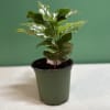 A compact Coffee Plant makes a quietly striking gift for housewarming, a