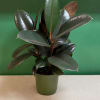 A beautiful, low-maintenance houseplant with glossy, deep green leaves that brings a