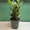A compact, easy-care houseplant with lush, glossy green foliage. The Zenzi ZZ