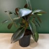 Potted rubber plant with glossy dark green leaves