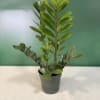 Potted green plant with glossy oval leaves in a black nursery pot