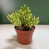 Small potted succulent with thick green finger-like leaves