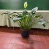 Potted peace lily plant with glossy dark green leaves and a pale yellow bloom