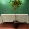 Tall potted indoor tree with glossy green leaves in a black container