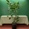 Potted indoor tree with glossy green leaves in a black nursery pot