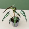 Potted plant with long variegated green and white leaves in a gray pot