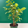 Potted variegated ficus plant with green and cream leaves