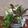 White orchid arrangement in a blue ceramic bowl with mixed foliage and ribbon