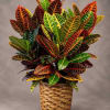 Colorful croton plant in a woven basket planter