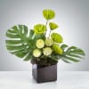 Green chrysanthemum arrangement in a square black vase with large tropical leaves