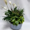 Potted arrangement of white peace lilies and assorted green foliage in a blue ceramic bowl