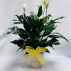 Potted peace lily with white blooms in a woven basket tied with yellow ribbon