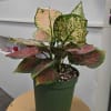 Potted plant with pink and green variegated leaves