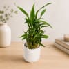Potted lucky bamboo plant in a white ribbed ceramic pot