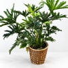 Potted green tropical plant in a woven basket planter