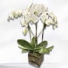 White orchid arrangement in a square glass vase