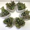 Six succulent arrangements in gray heart-shaped planters on a white surface.