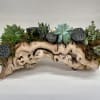 Succulent arrangement on a driftwood base with lotus pods