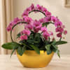 Pink orchids arranged in a gold bowl planter