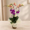 Potted orchid arrangement with yellow and purple blooms in a decorative wrap