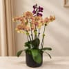 Potted orchid arrangement with pink, yellow, and purple blooms in a black container